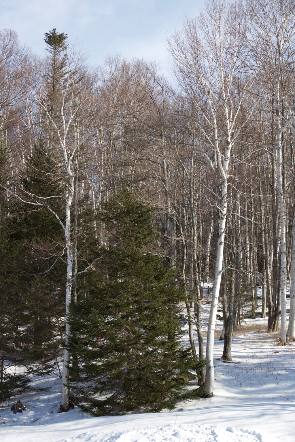 Trees at the Edge of a Snowy Wood