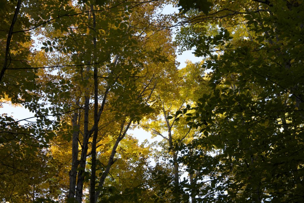 Looking Up Through the Forest