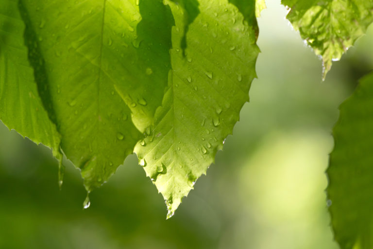 Dripping Green Leaves