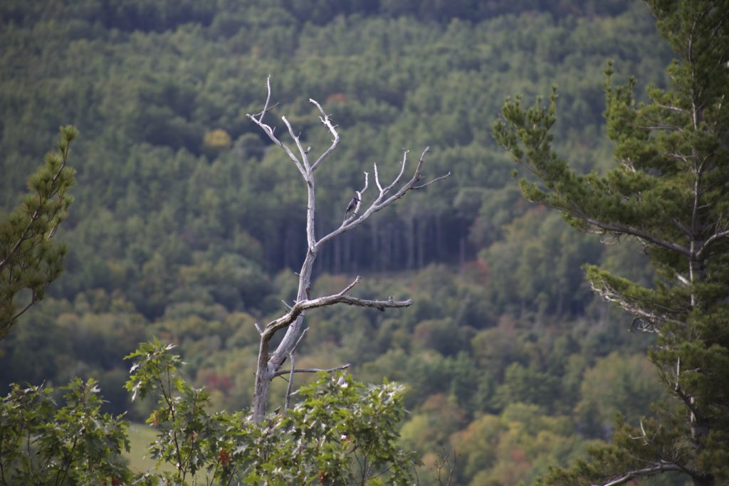 Blue Jay on a Bare Tree