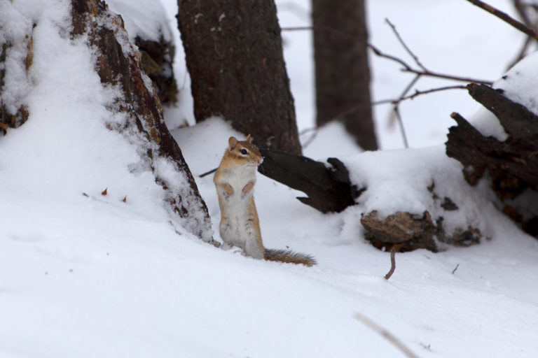 Chipmunk in Snow