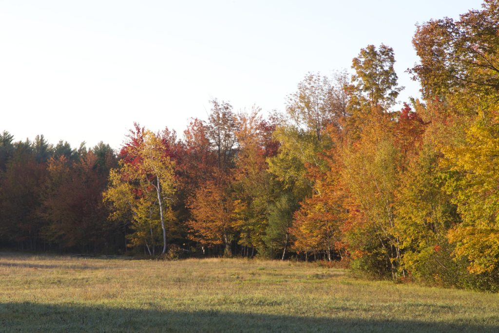 Sunrise in an Autumn Field