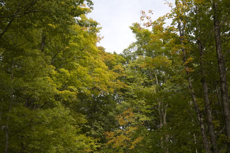 Looking Through the Treetops