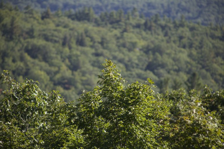 Sea of Green Foliage