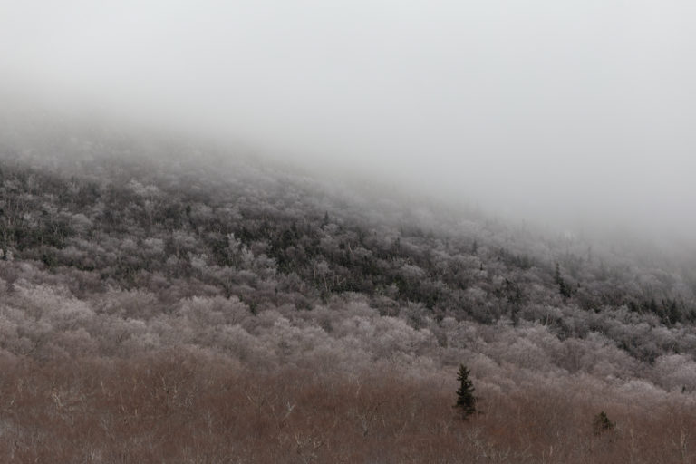 Frosted Treetops