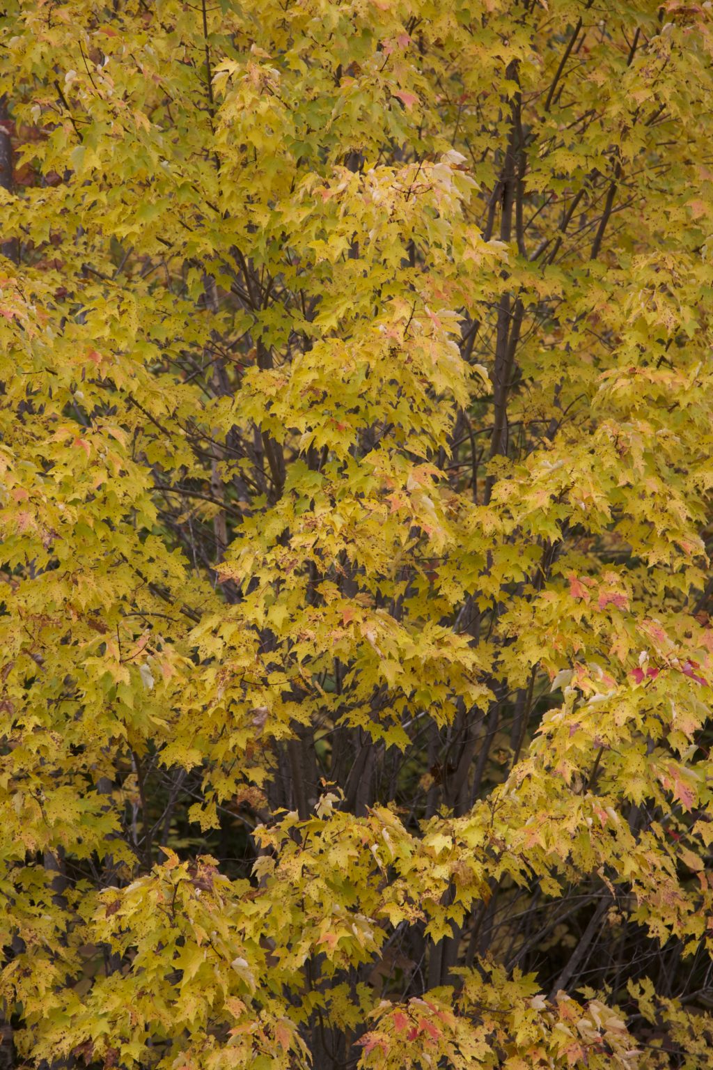 Wall of Yellow Foliage