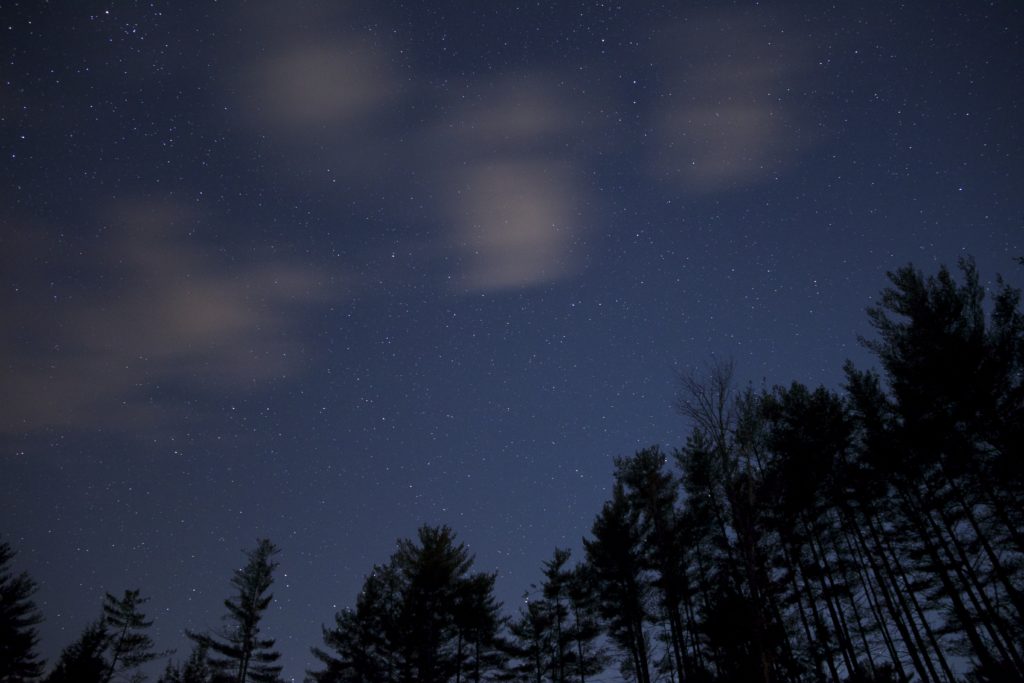 Trees at Night