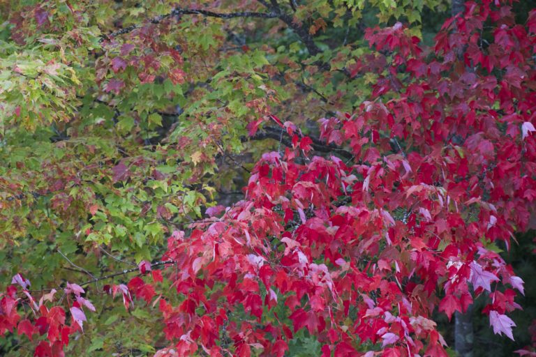 Wall of Green and Red Foliage