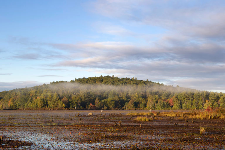 Mist Over the Marsh