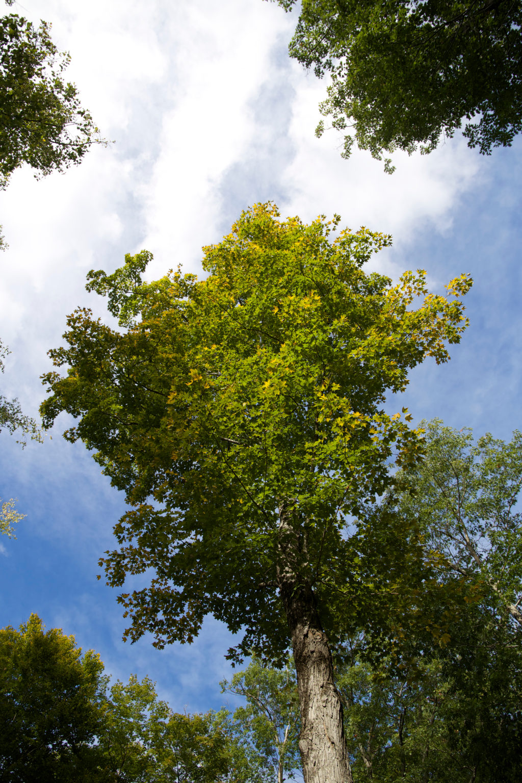 Looking Up