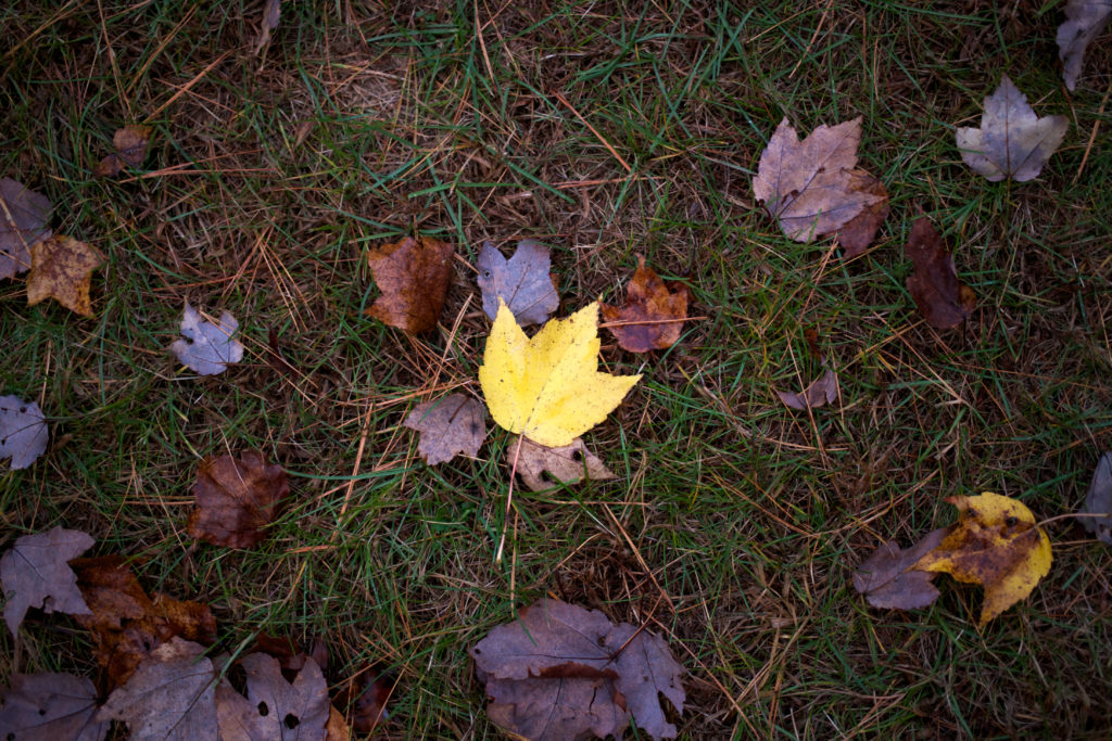 Bright Leaf on Dark Ground