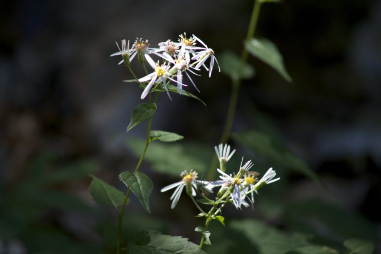 Wild Flowers Going By