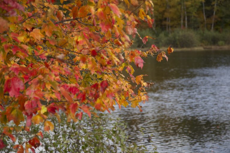 Foliage at the Pond’s Edge