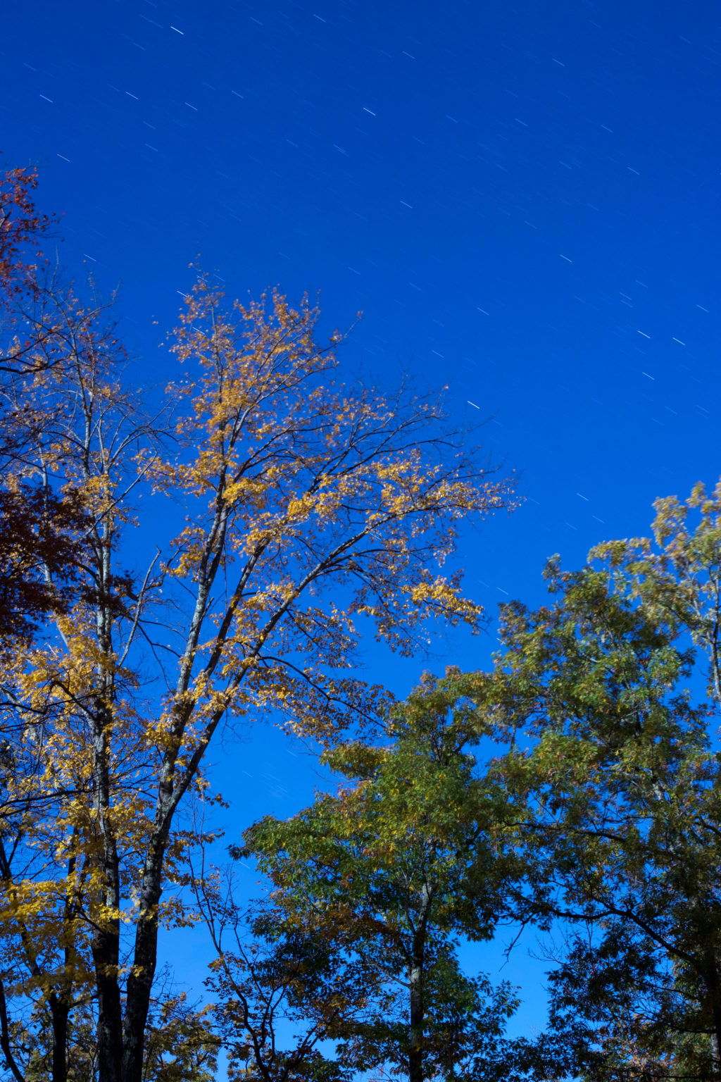 Sparse Foliage at Blue Hour