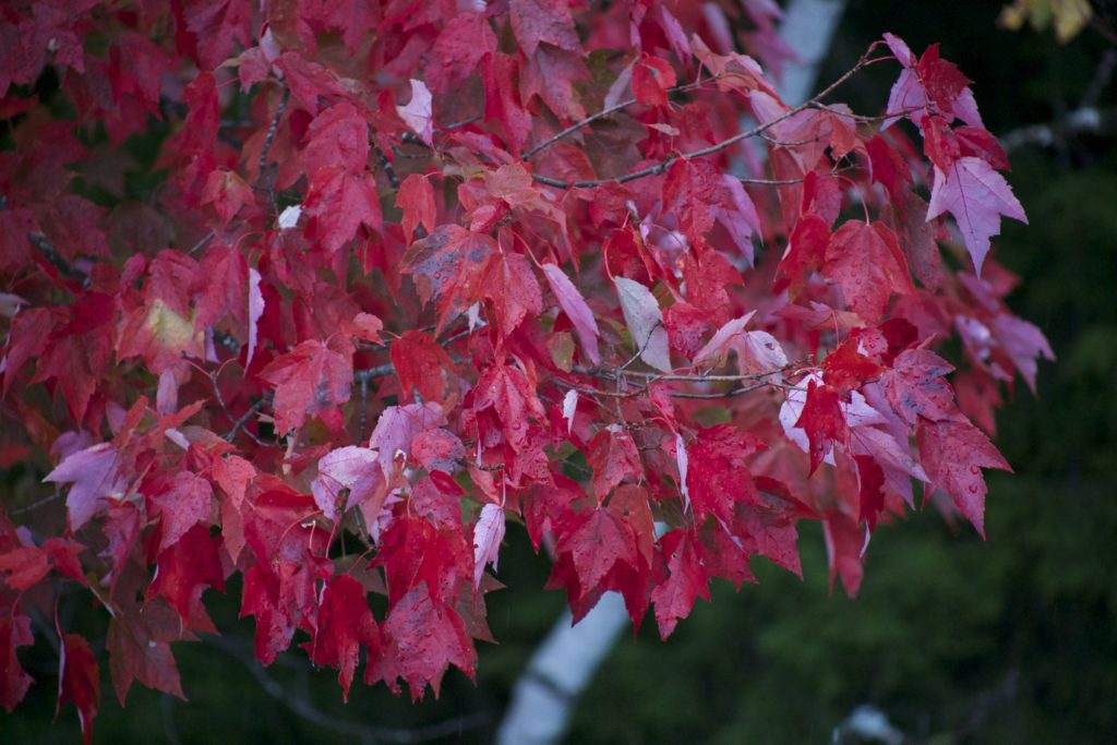 Red Maple Leaves