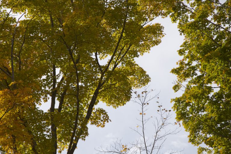 Leaves on Trees and One Bare Tree