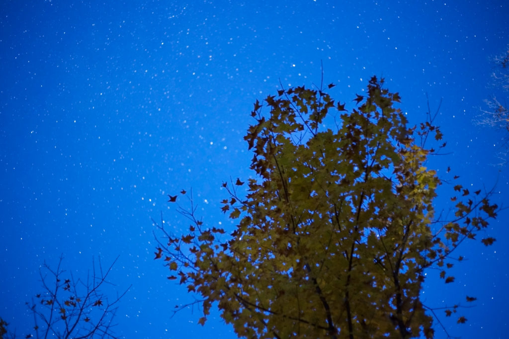 Foliage Tree Against Blue Starry Sky