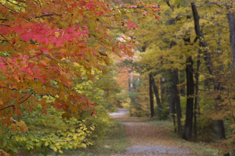 Peaceful Path in Autumn