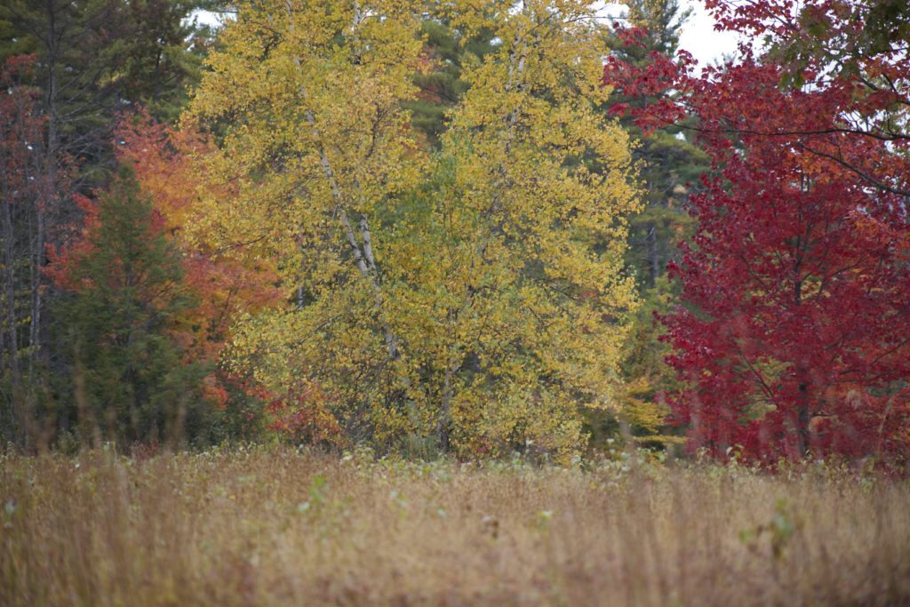 Muted Fall Field