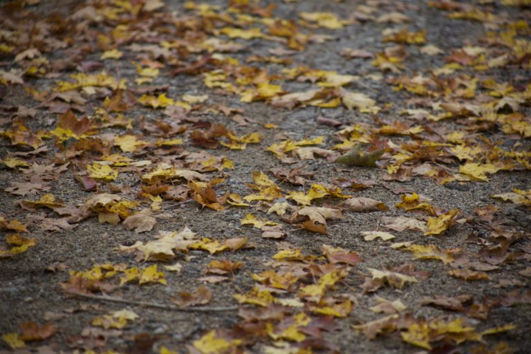 Fallen Leaves on the Path