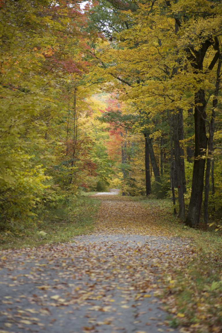 Country Road in the Fall