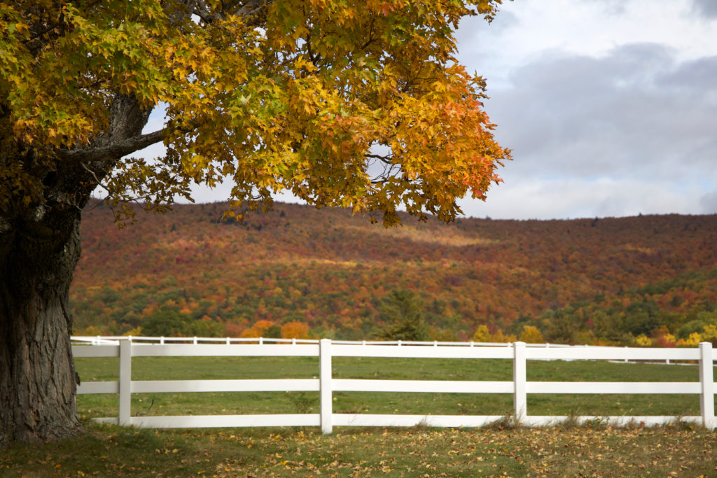 Fall Pasture Scene