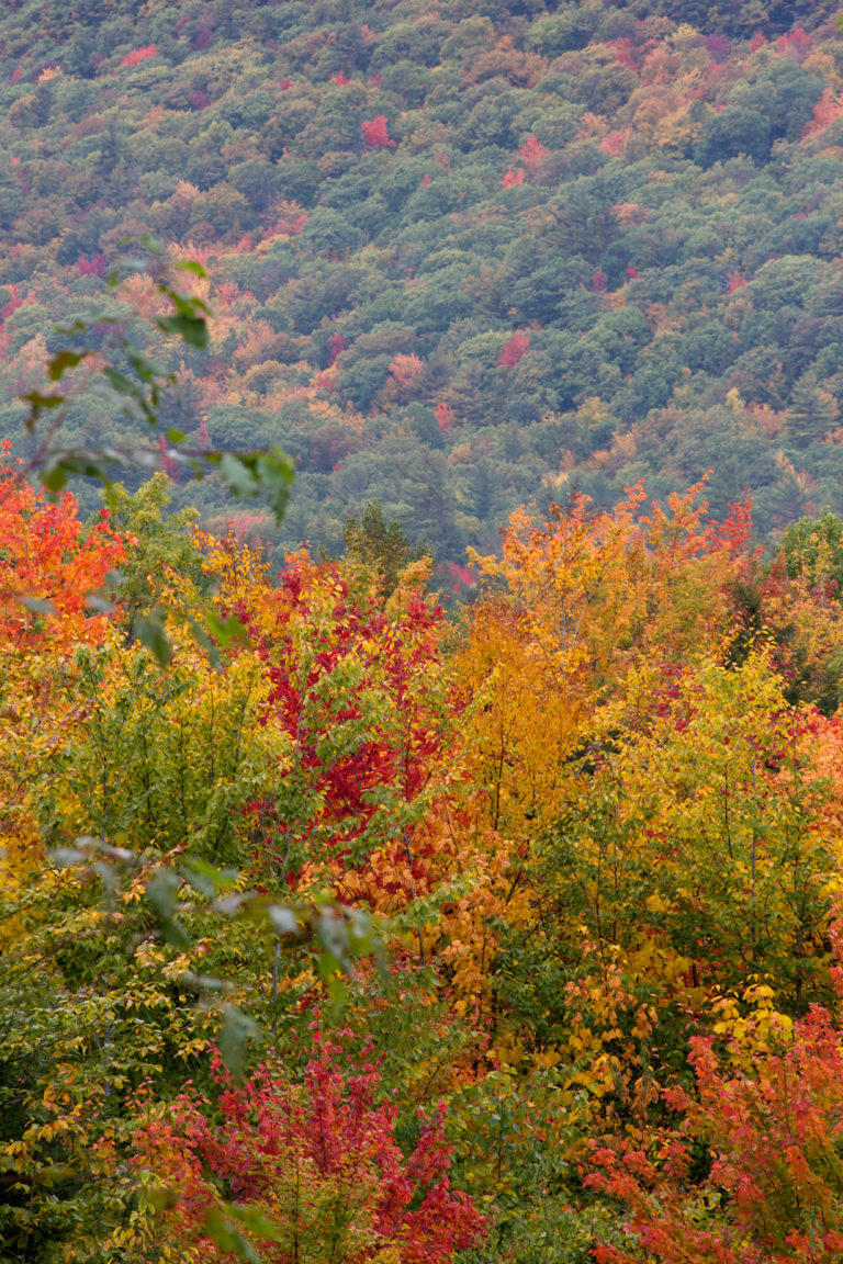 Bright Leaves on Trees