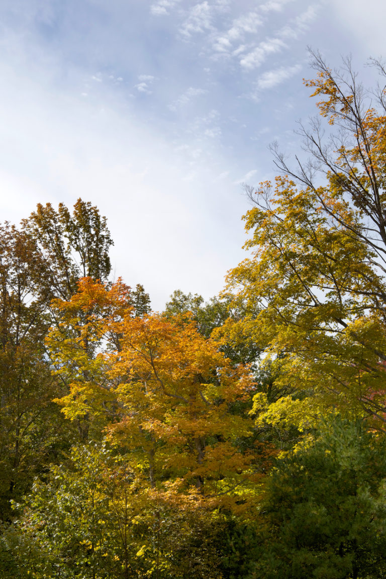 Autumn Afternoon