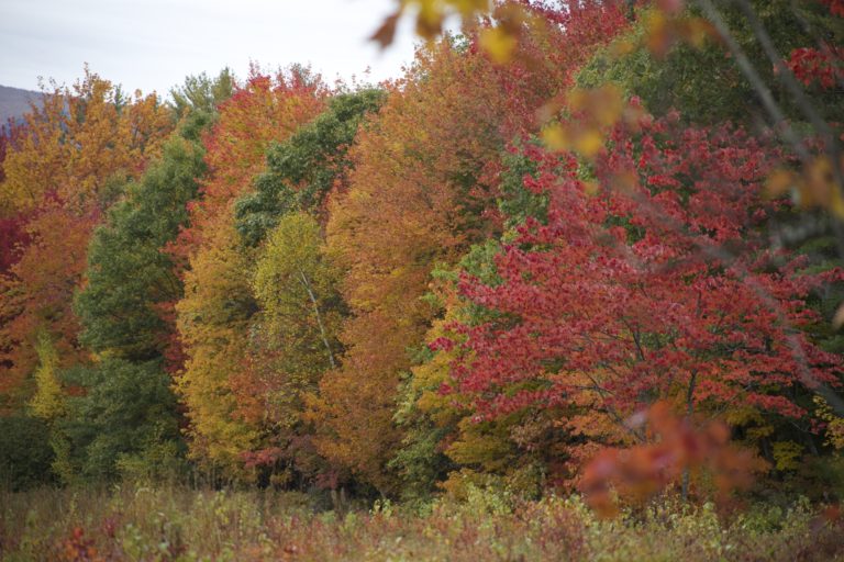 Autumn Trees All in a Row