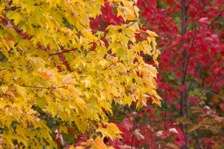 Yellow and Red