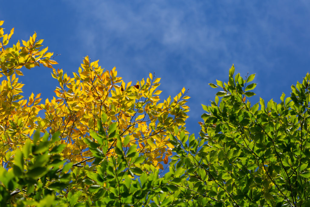 Bright Foliage