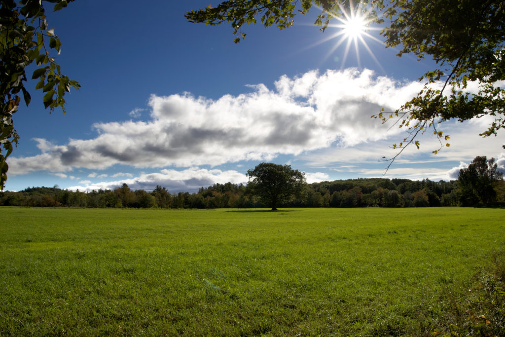 Green Field on a Sunny Day