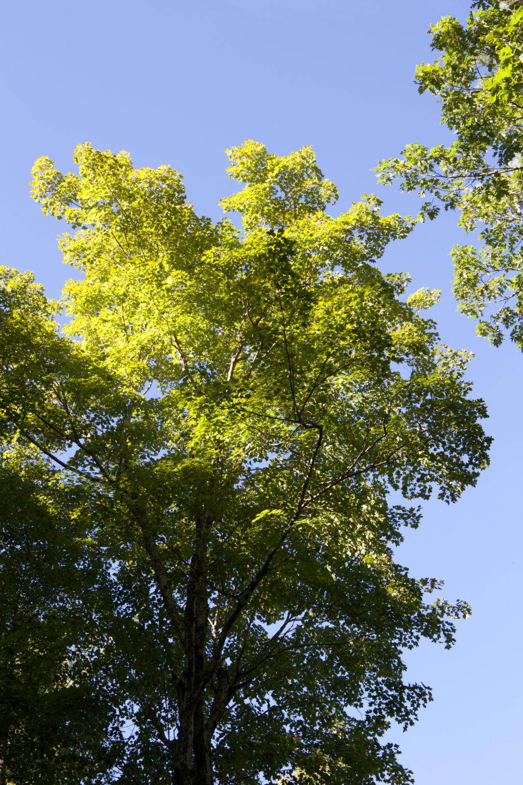 Treetop in Sunlight