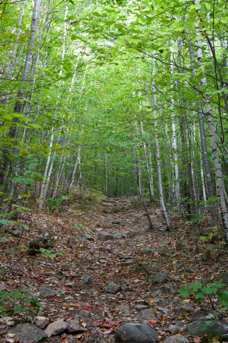 Hiking Through Birch Trees