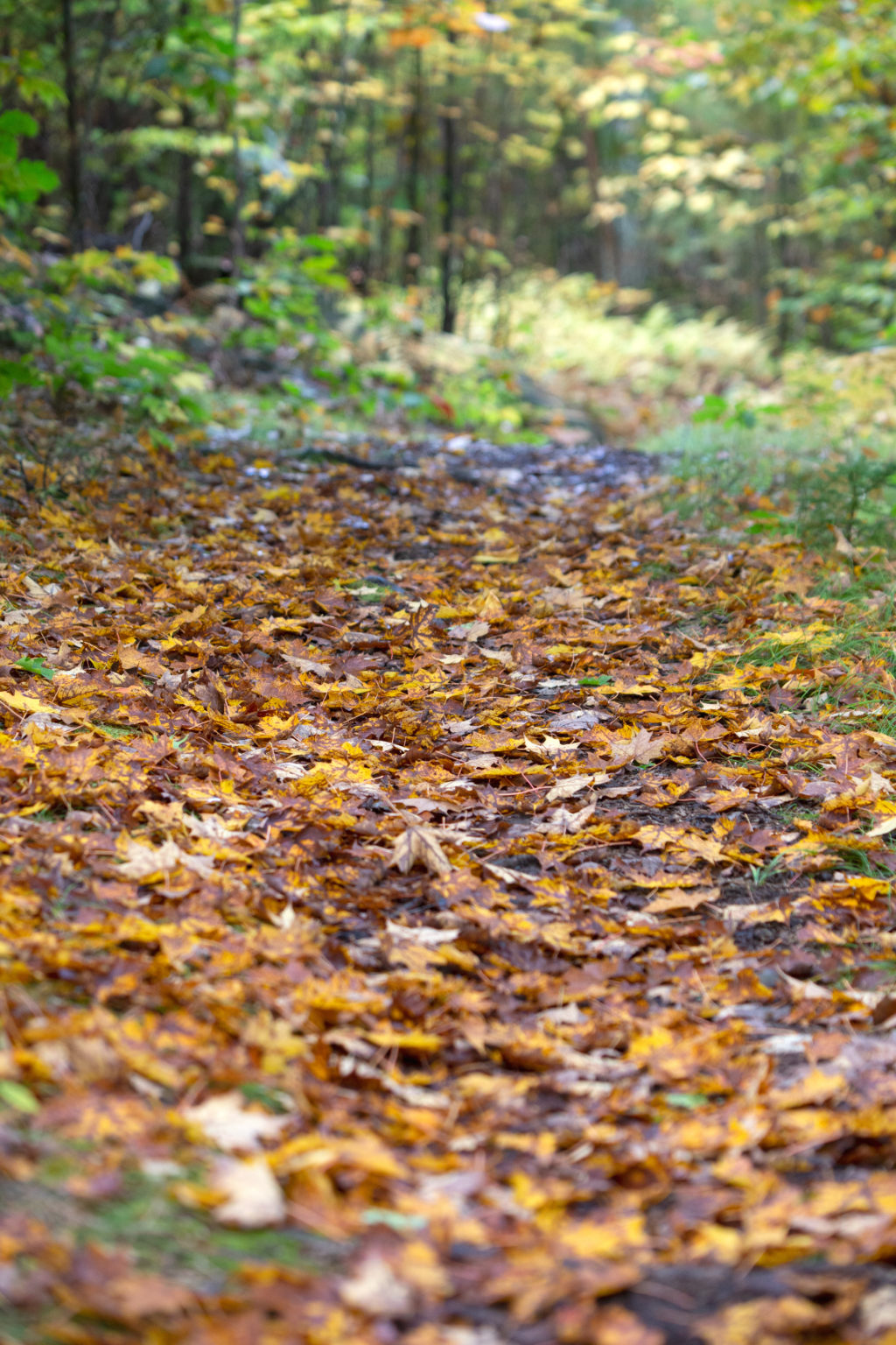 Leaf Covered Path