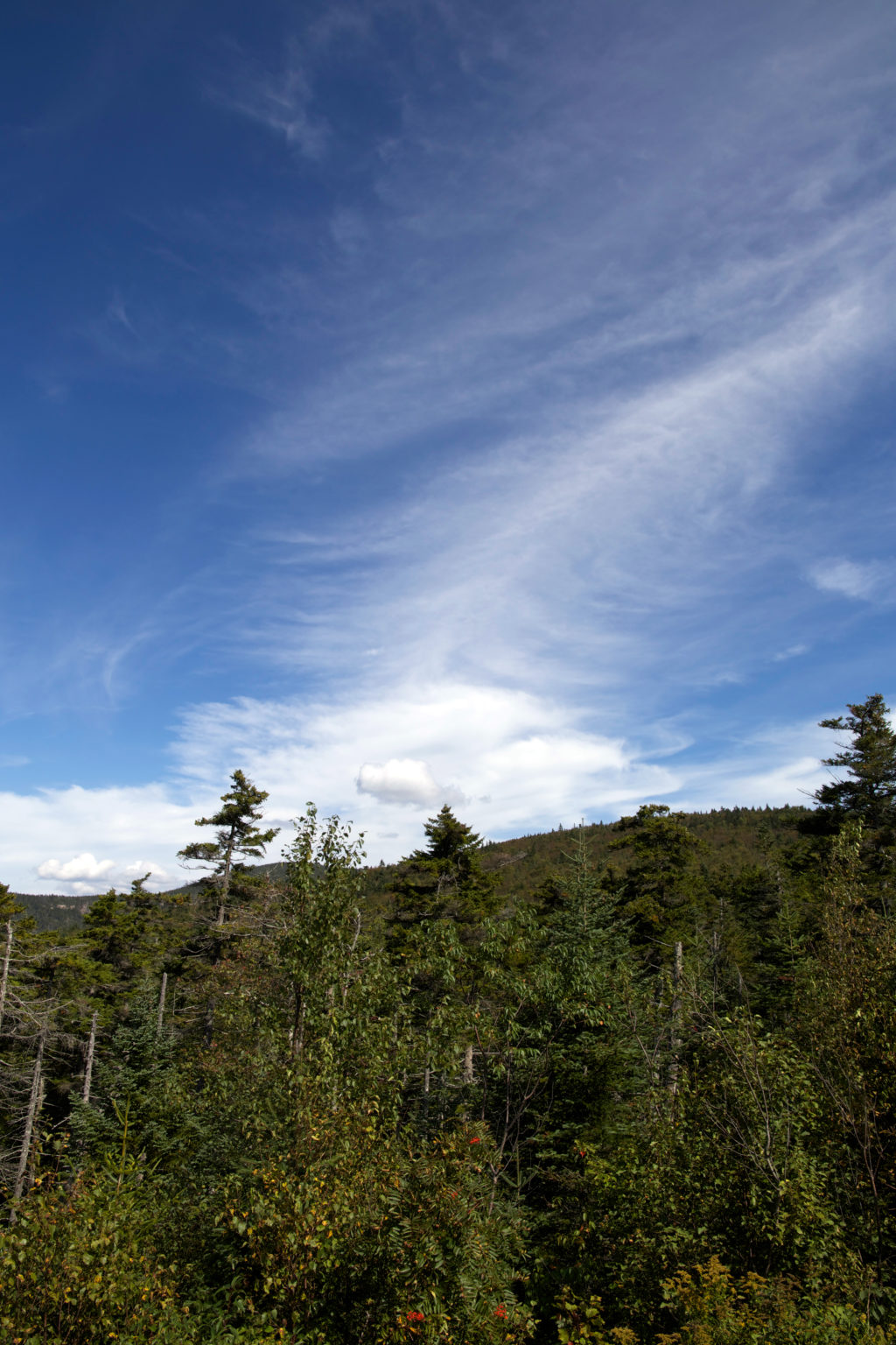 Thin Clouds in Blue Sky Over Forest