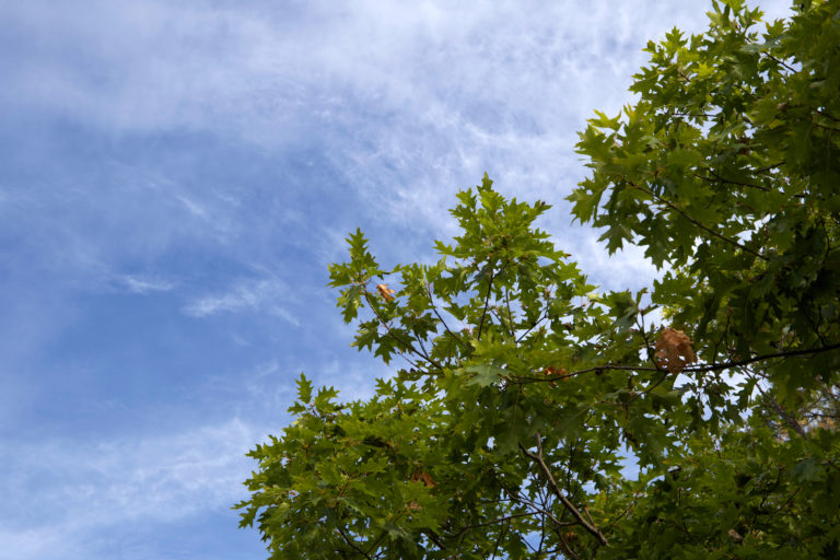 Clouds and Leaves