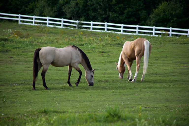 Two Horses Grazing in Fenced-In Paddock