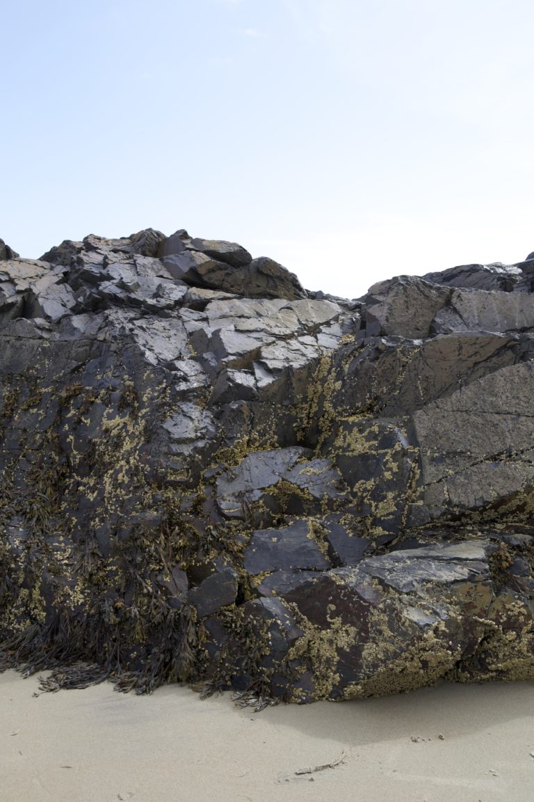 Growth on Rocks at the Shoreline