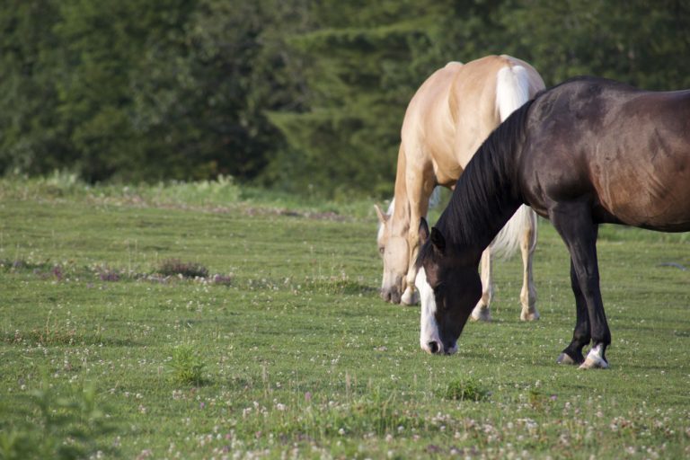 Horses Grazing