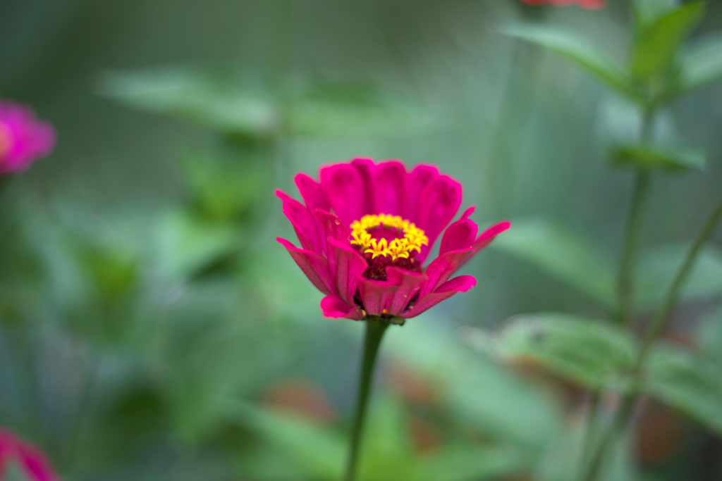 Vibrant Pink Flower