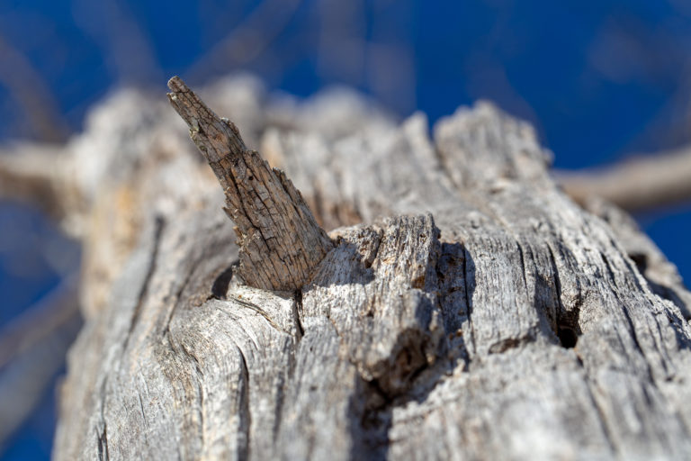 Broken Branch