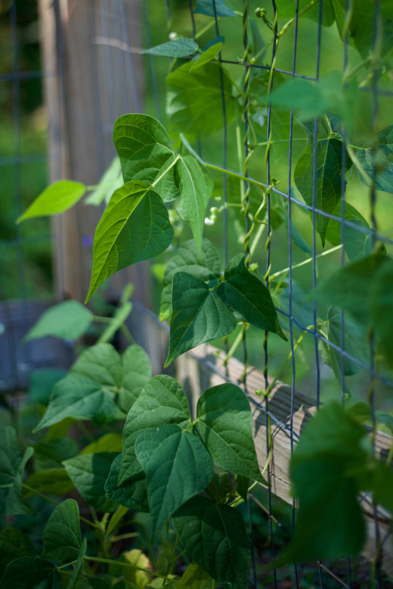 Vines Growing on Fence