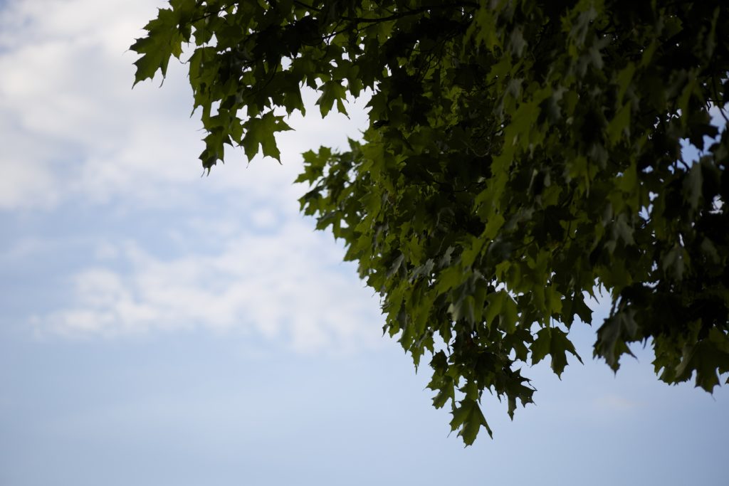 Tree on Summer Afternoon