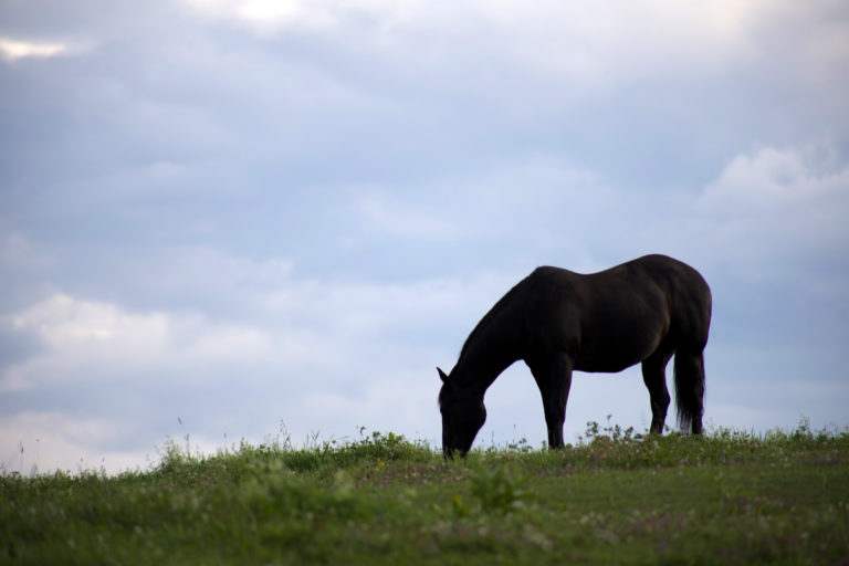 Grazing Horse Silhouette