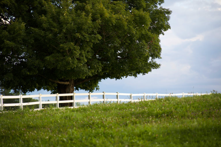 Green Pasture