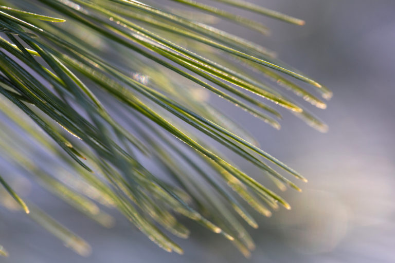 White Pine Needles Macro