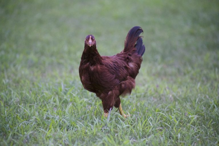 Rhode Island Red Chicken