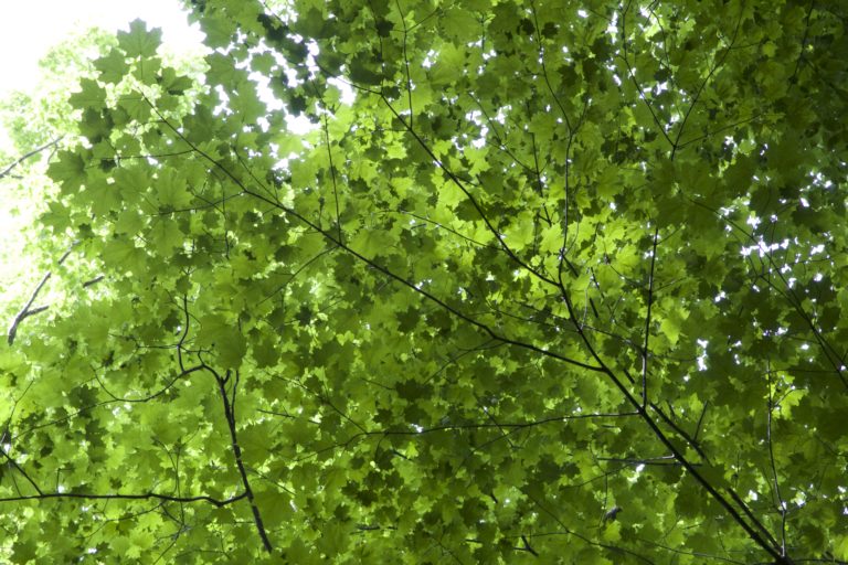 Green Layered Leaves