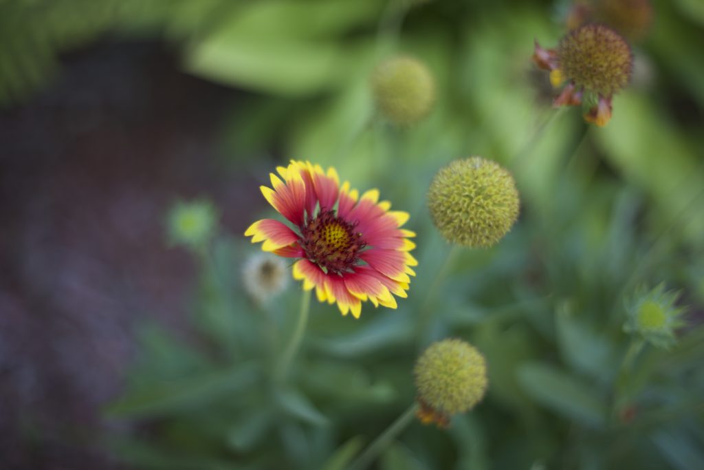 Goblin Gaillardia Flower